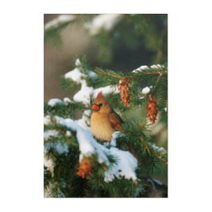 Northern Cardinal in tree, Illinois Acrylic Print