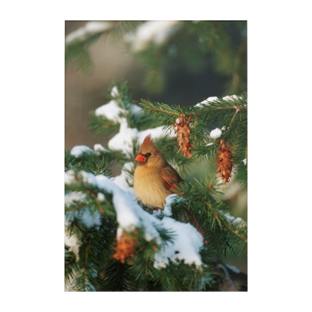 Northern Cardinal in tree, Illinois Acrylic Print (Front)