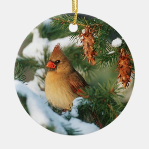 Northern Cardinal in tree Illinois Ceramic Ornament