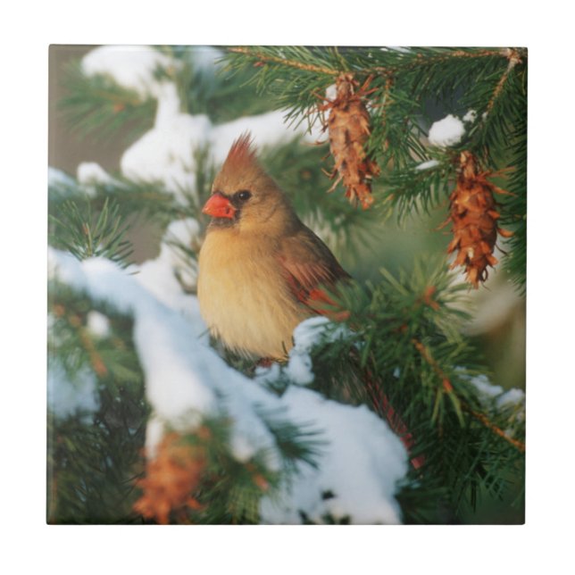 Northern Cardinal in tree, Illinois Ceramic Tile (Front)