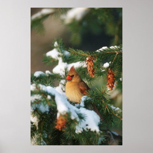 Northern Cardinal in tree Illinois Poster