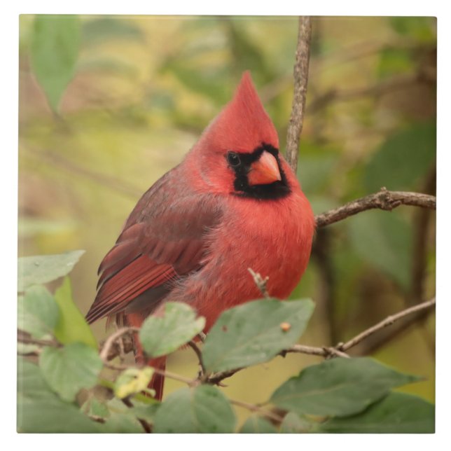 Northern Cardinal in Tree in Early Autumn Ceramic Tile (Front)