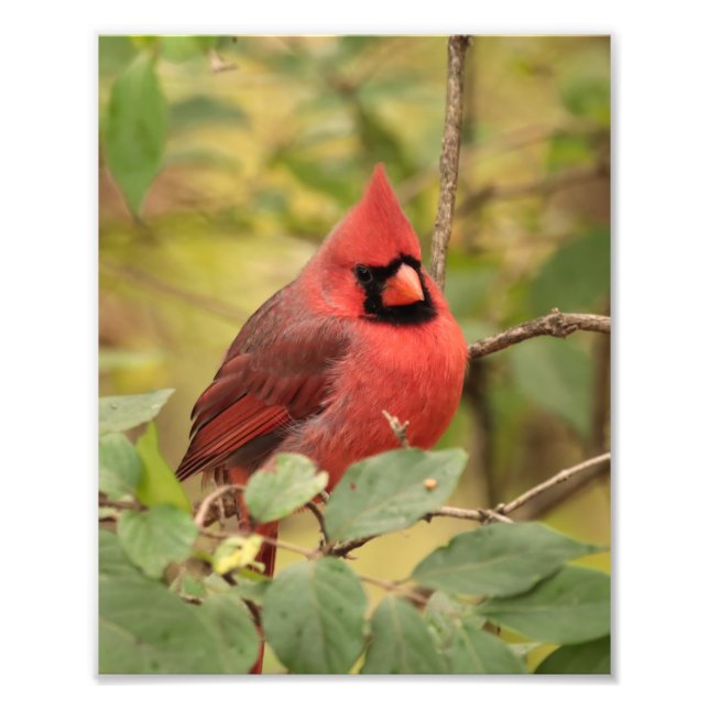 Northern Cardinal in Tree in Early Autumn Photo Print (Front)