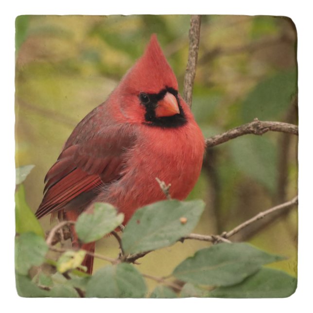 Northern Cardinal in Tree in Early Autumn Trivet (Front)