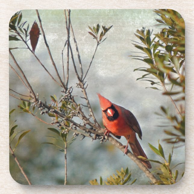 Northern Cardinal in Wax Myrtle Coaster (Front)