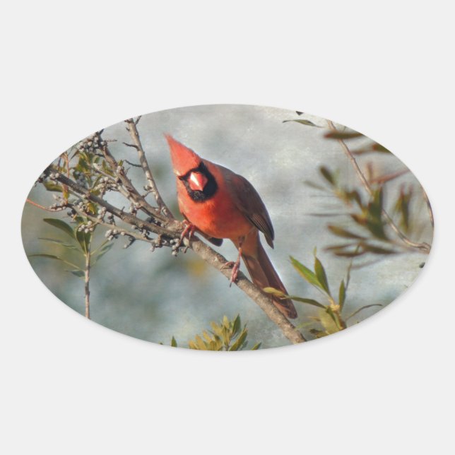 Northern Cardinal in Wax Myrtle Oval Sticker (Front)