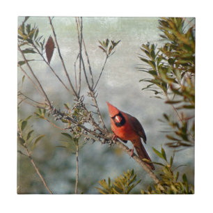 Northern Cardinal in Wax Myrtle Tile
