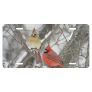 Northern cardinal license plate