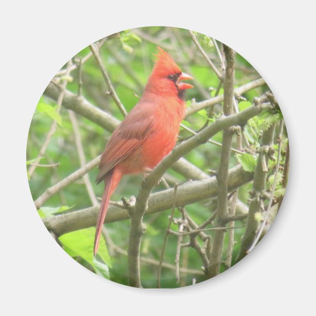 Northern Cardinal magnet (Front)