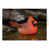 Northern Cardinal male bathing (Front Horizontal)