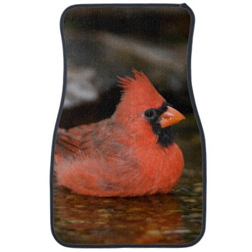 Northern Cardinal male bathing Car Floor Mat