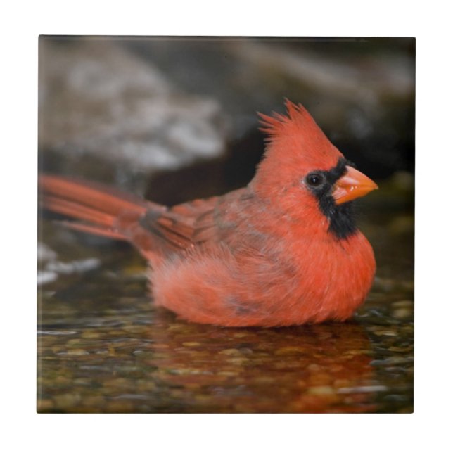 Northern Cardinal male bathing Ceramic Tile (Front)