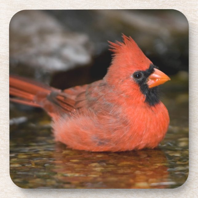 Northern Cardinal male bathing Drink Coaster (Front)