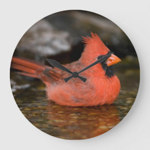 Northern Cardinal male bathing Large Clock