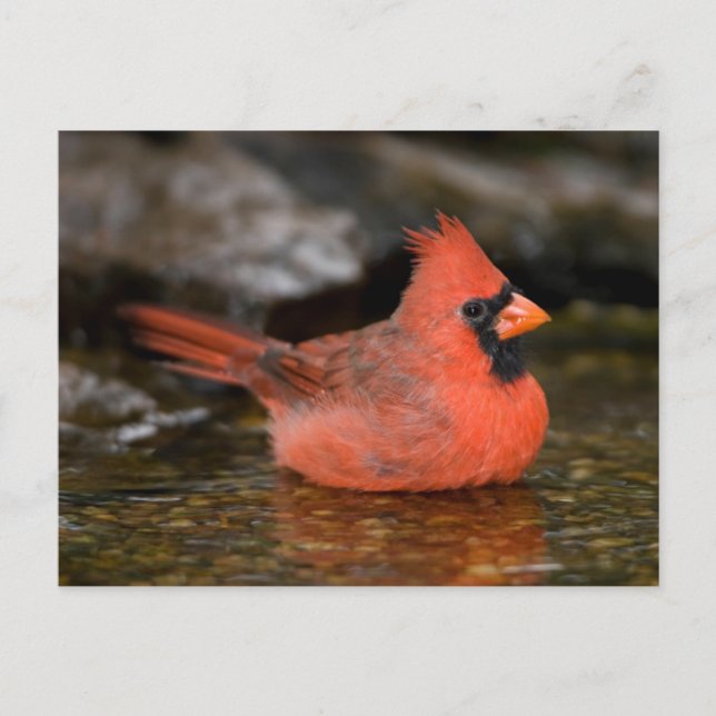 Northern Cardinal male bathing Postcard (Front)