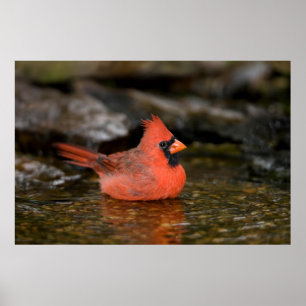 Northern Cardinal male bathing Poster