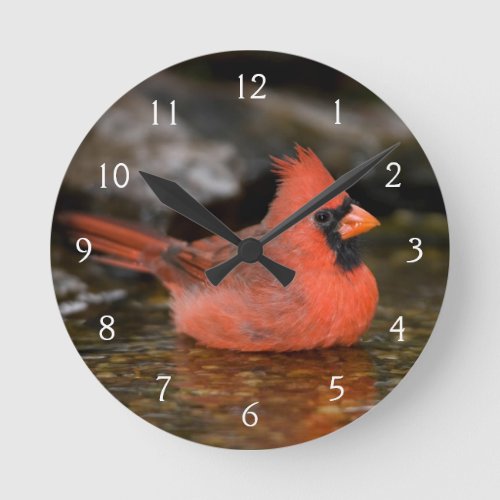 Northern Cardinal male bathing Round Clock