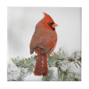 Northern Cardinal male on Blue Atlas Cedar Ceramic Tile
