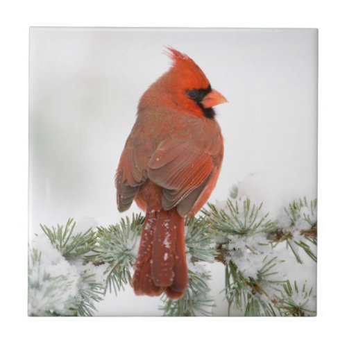 Northern Cardinal male on Blue Atlas Cedar Ceramic Tile