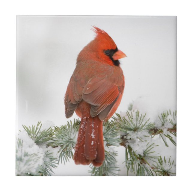 Northern Cardinal male on Blue Atlas Cedar Ceramic Tile (Front)