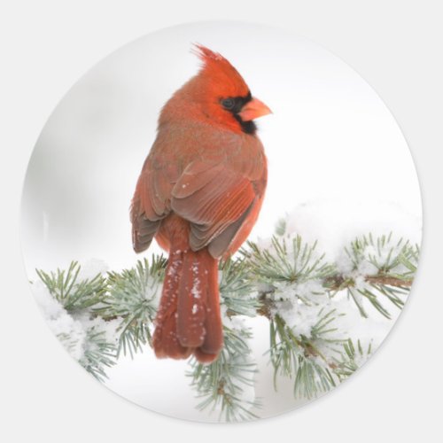 Northern Cardinal male on Blue Atlas Cedar Classic Round Sticker
