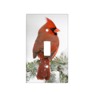 Northern Cardinal male on Blue Atlas Cedar Light Switch Cover