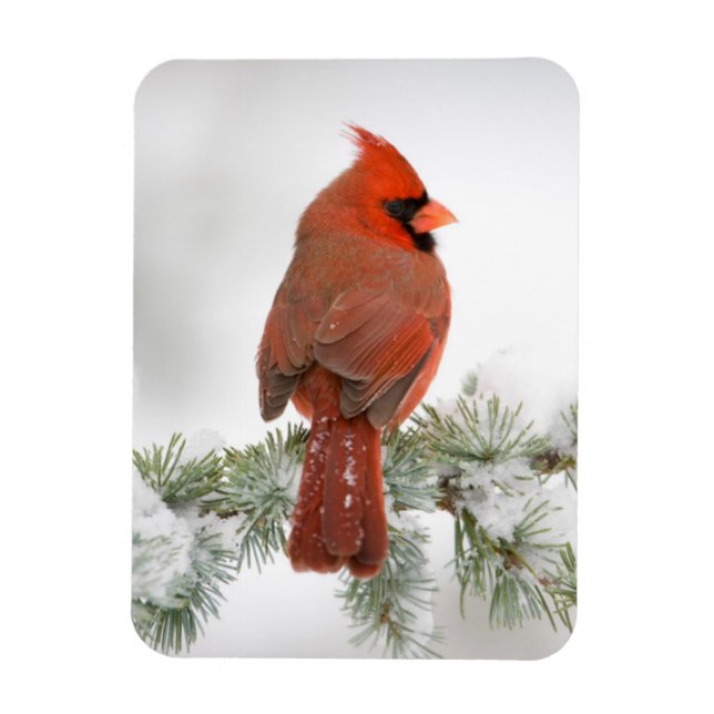 Northern Cardinal male on Blue Atlas Cedar Magnet (Vertical)