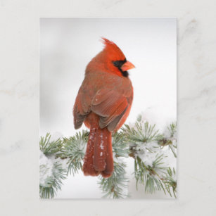 Northern Cardinal male on Blue Atlas Cedar Postcard