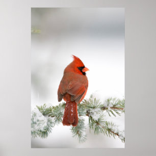 Northern Cardinal male on Blue Atlas Cedar Poster