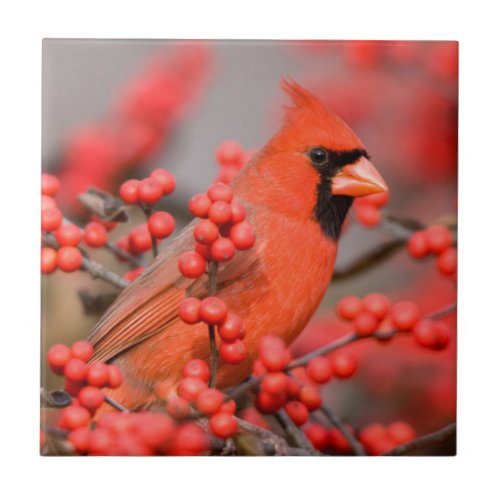 Northern Cardinal male on Common Winterberry Tile