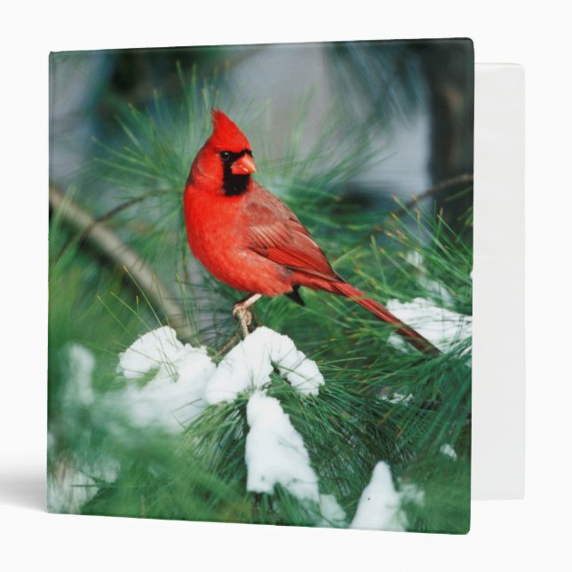 Northern Cardinal male on tree, IL 3 Ring Binder (Front/Inside)