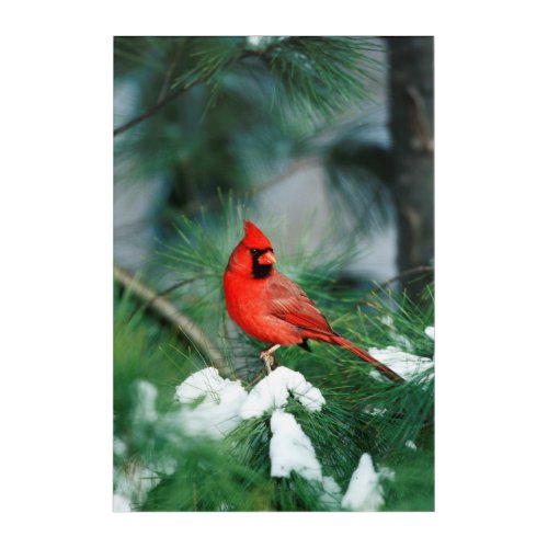 Northern Cardinal male on tree IL Acrylic Print