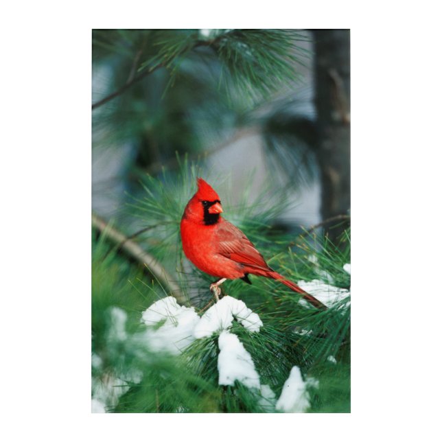 Northern Cardinal male on tree, IL Acrylic Print (Front)