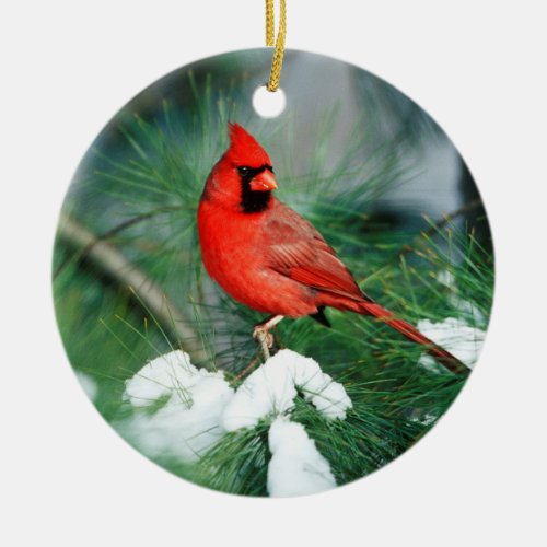 Northern Cardinal male on tree IL Ceramic Ornament