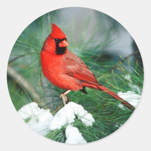 Northern Cardinal male on tree IL Classic Round Sticker