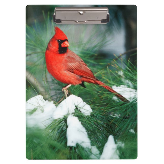 Northern Cardinal male on tree, IL Clipboard (Front)