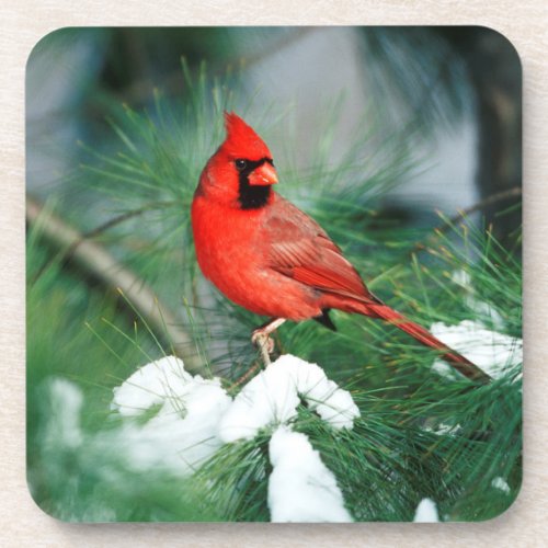 Northern Cardinal male on tree IL Coaster
