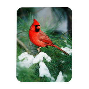 Northern Cardinal male on tree, IL Magnet