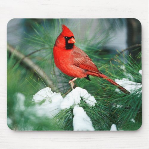 Northern Cardinal male on tree IL Mouse Pad
