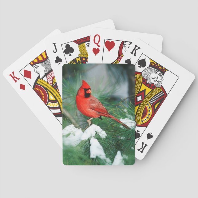 Northern Cardinal male on tree, IL Poker Cards (Back)