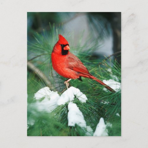 Northern Cardinal male on tree IL Postcard