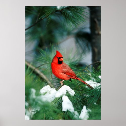 Northern Cardinal male on tree IL Poster