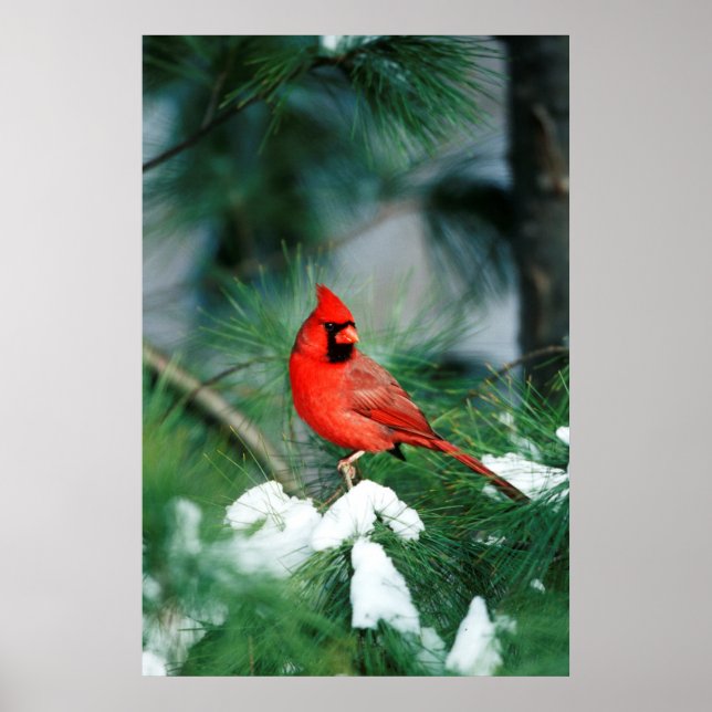 Northern Cardinal male on tree, IL Poster (Front)