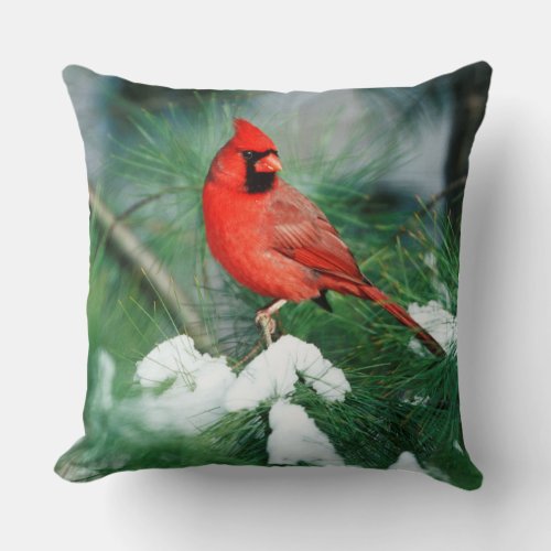 Northern Cardinal male on tree IL Throw Pillow