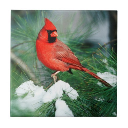 Northern Cardinal male on tree IL Tile