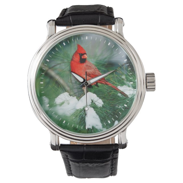 Northern Cardinal male on tree, IL Watch (Front)