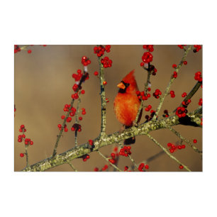 Northern Cardinal male perched, IL Acrylic Print
