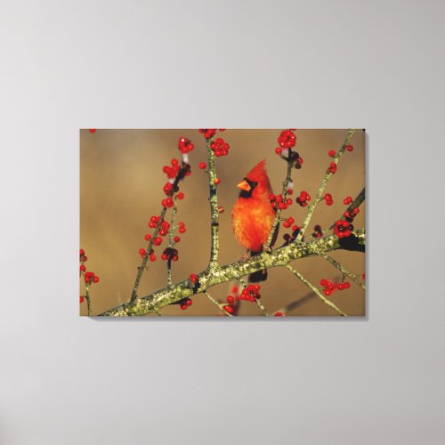 Northern Cardinal male perched IL Canvas Print