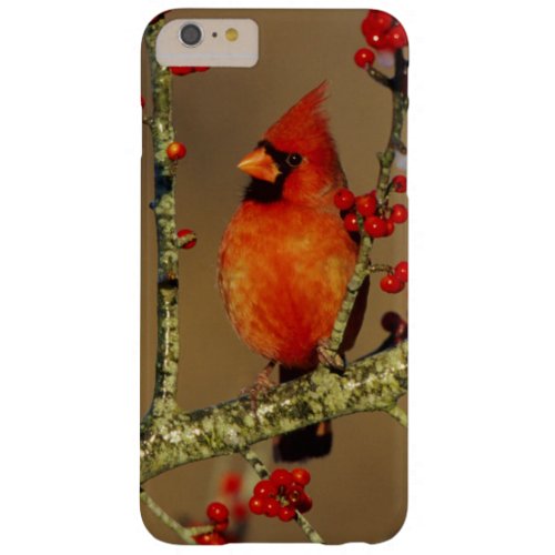 Northern Cardinal male perched IL Barely There iPhone 6 Plus Case