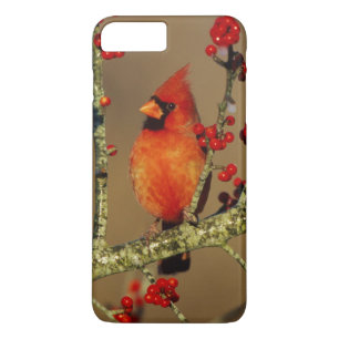 Northern Cardinal male perched, IL iPhone 8 Plus/7 Plus Case